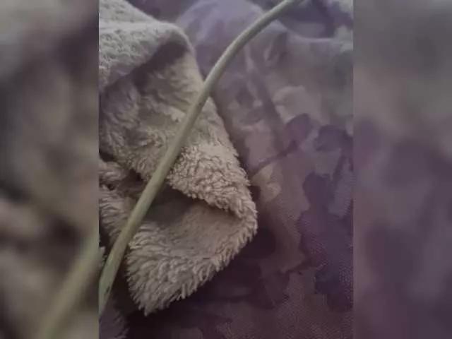 DiiRolla from BongaCams