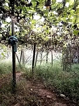 ngan-cute from StripChat is Freechat