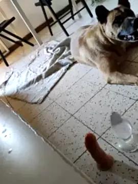 puttanagaythedog from StripChat