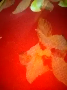 Sexxyradha from StripChat