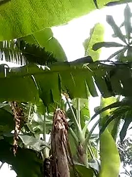 Sherry_she from StripChat is Freechat