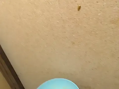 SWEETSEXYBARBIE from StripChat is Freechat