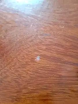 Taradinha_pelosogro from StripChat